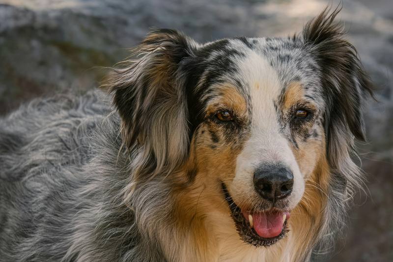 Un berger australien bleu merle au pelage fourni, gueule entrouverte, en plein air