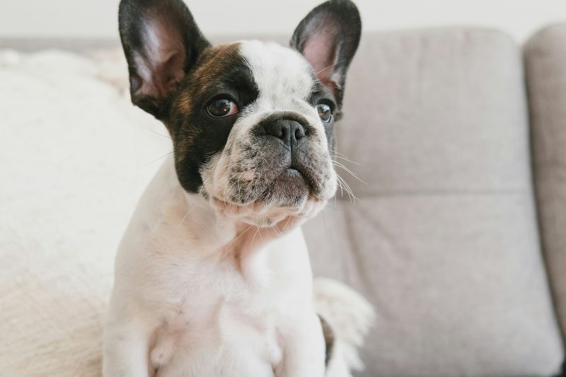 Un jeune bouledogue français blanc et noir assis sur un canapé clair