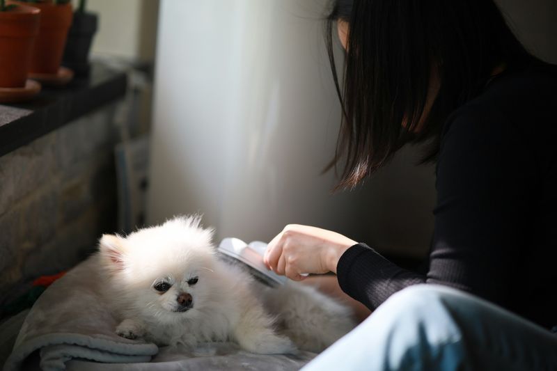 Une personne brosse doucement un petit chien blanc allongé sur une couverture, au soleil