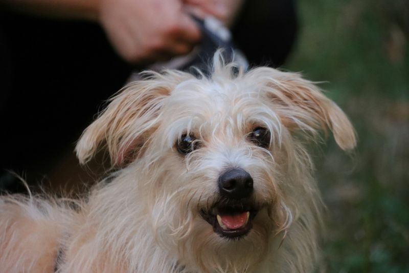 Un petit chien au poil long et clair, l'air content, pendant qu'une main le brosse