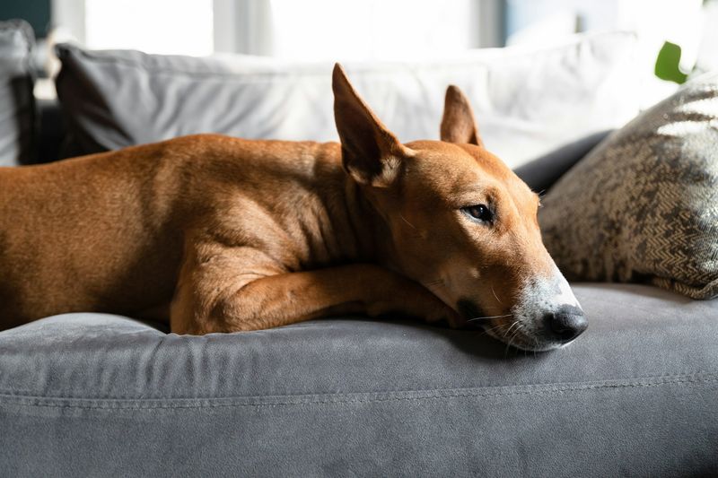 Un grand chien au poil ras somnole sur un canapé gris