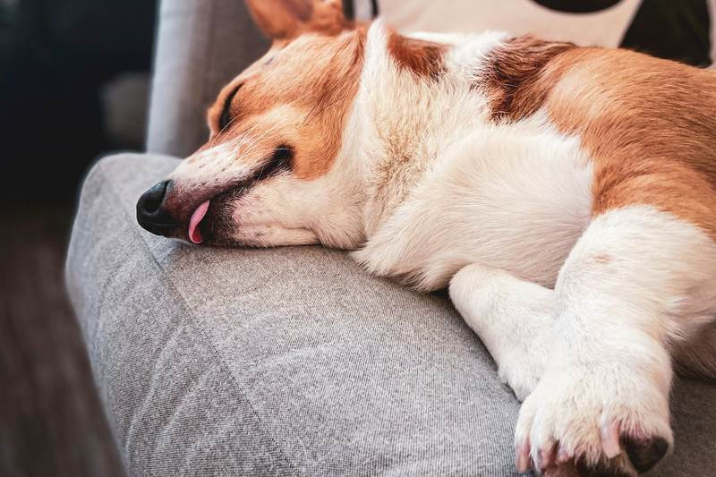 Un chien roux et blanc fait la sieste sur un canapé gris, les pattes en avant