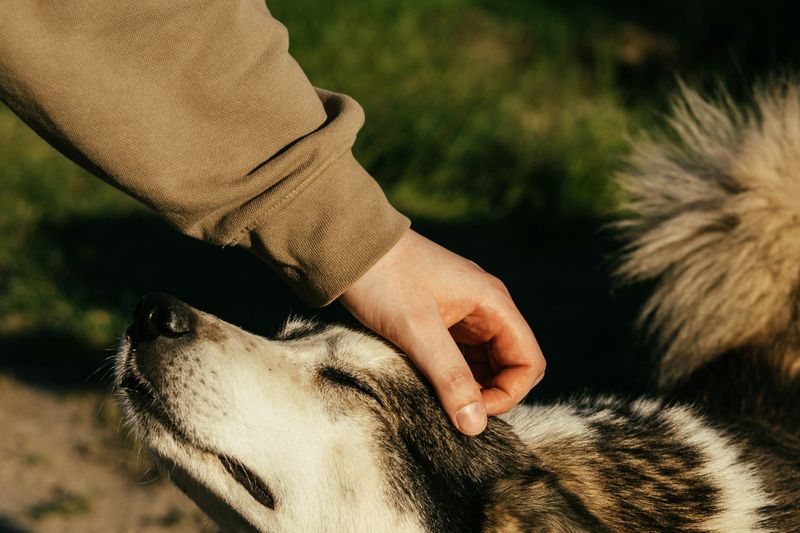 Une main caresse la tête d'un chien au pelage épais qui lève le museau, yeux mi-clos
