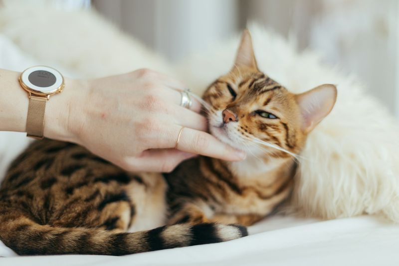 Une main caresse un chat tigré détendu sur un plaid clair
