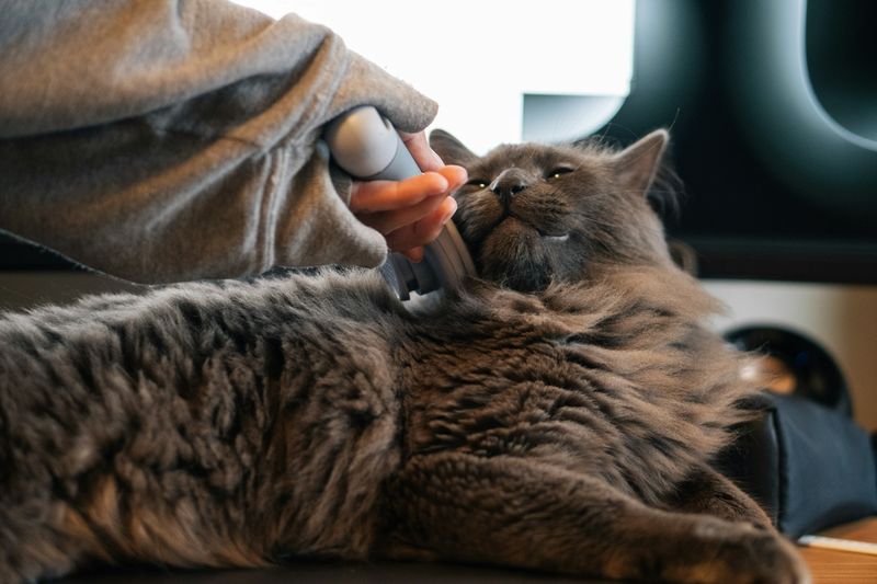 Une main caresse doucement un chat gris tigré, yeux mi-clos
