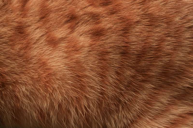 Gros plan sur la fourrure rousse et rayée d'un chat
