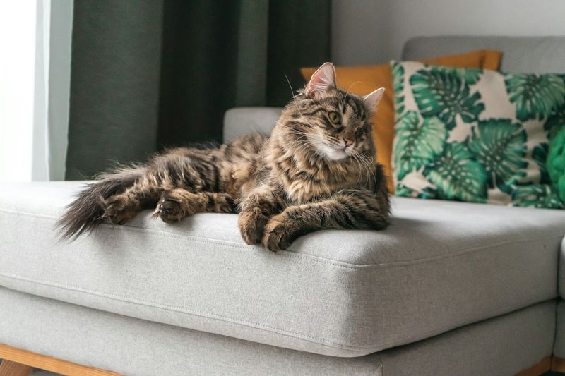 Un chat maine coon au poil long allongé sur un canapé clair