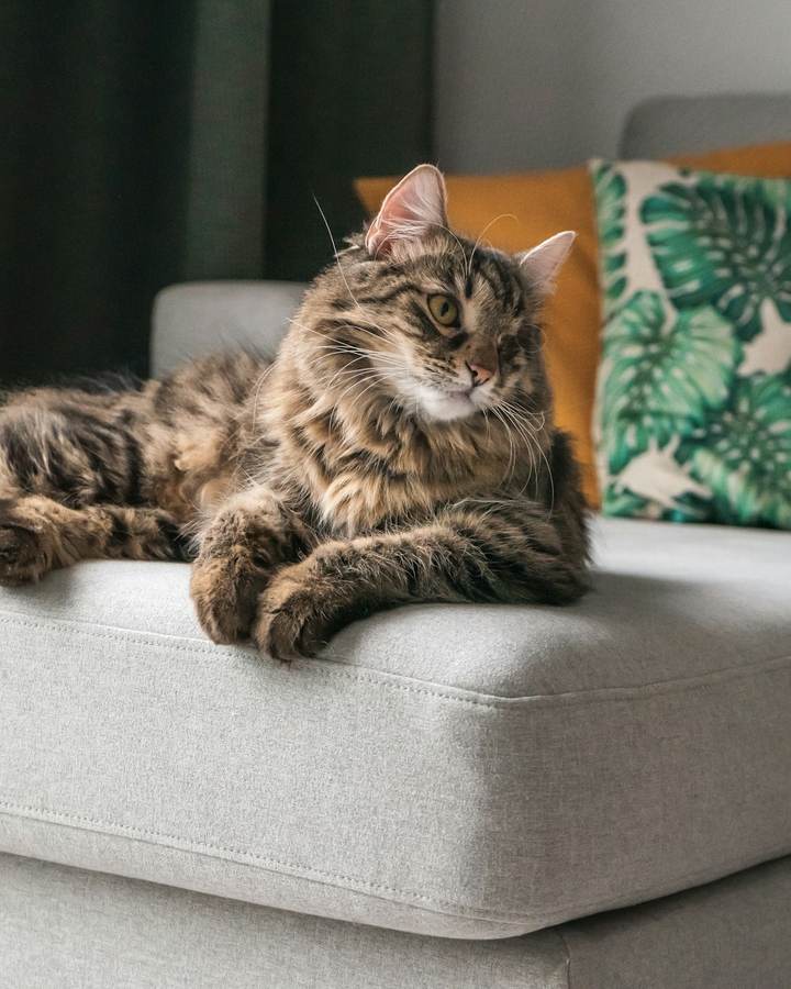 Un chat maine coon au poil long allongé sur un canapé clair