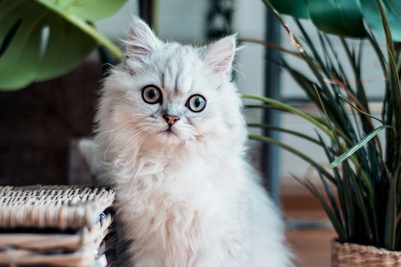 Un chat persan blanc au poil long assis au milieu des plantes