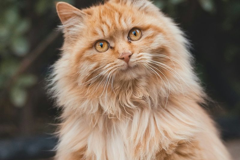 Un chat roux au poil mi-long, collerette fournie, assis dans un jardin