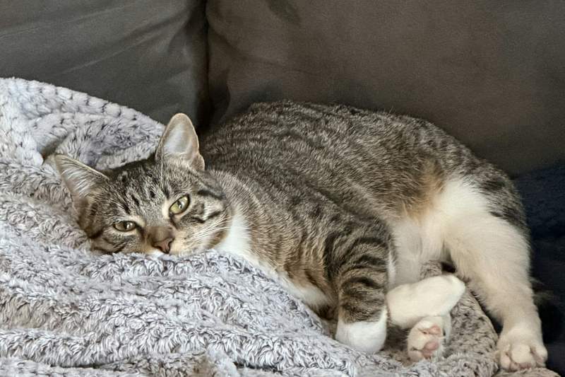 Un chat tigré se repose sur un plaid en maille, l'air serein