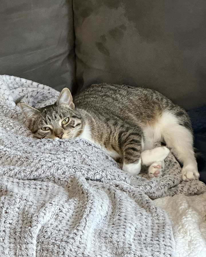 Un chat tigré se repose sur un plaid en maille, l'air serein