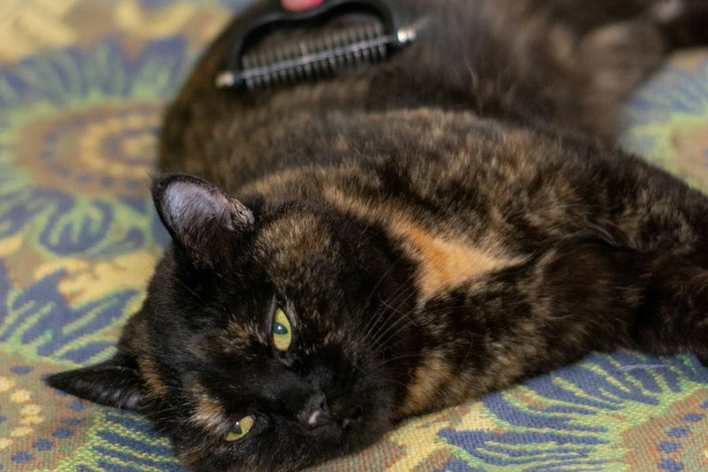 Une personne brosse un chat écaille de tortue allongé sur un plaid (outil non vendu par nous)
