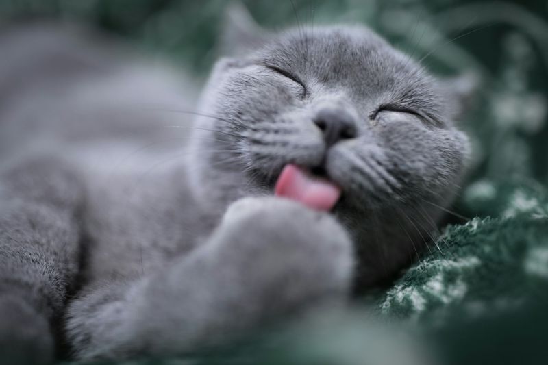 Un chat gris se lèche la patte pendant sa toilette