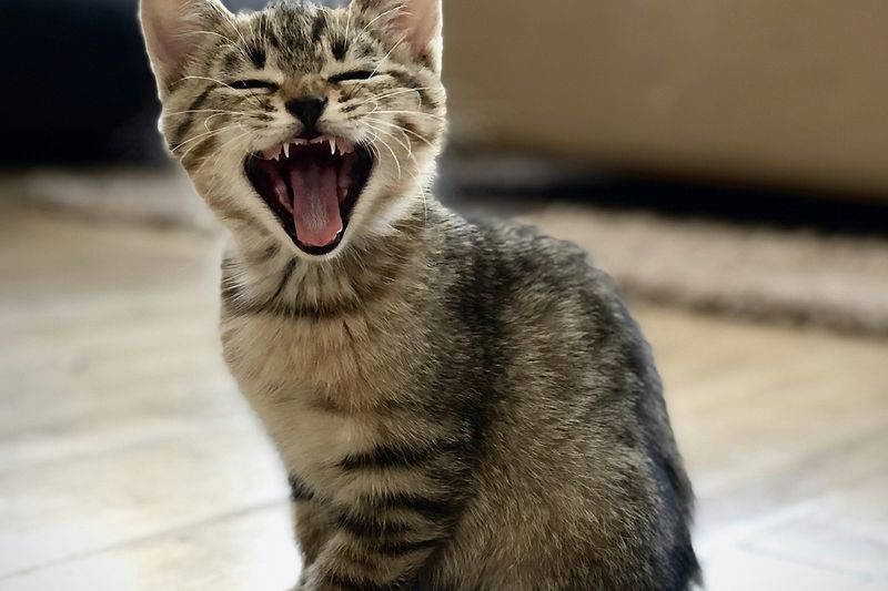Un chaton tigré bâille, assis sur un parquet