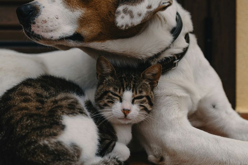 Un chien tricolore et un chat tigré se reposent côte à côte sur un sol carrelé