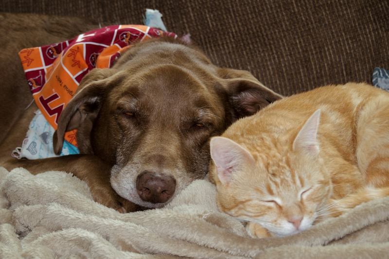 Un chien brun et un chat roux dorment blottis l'un contre l'autre sur un plaid