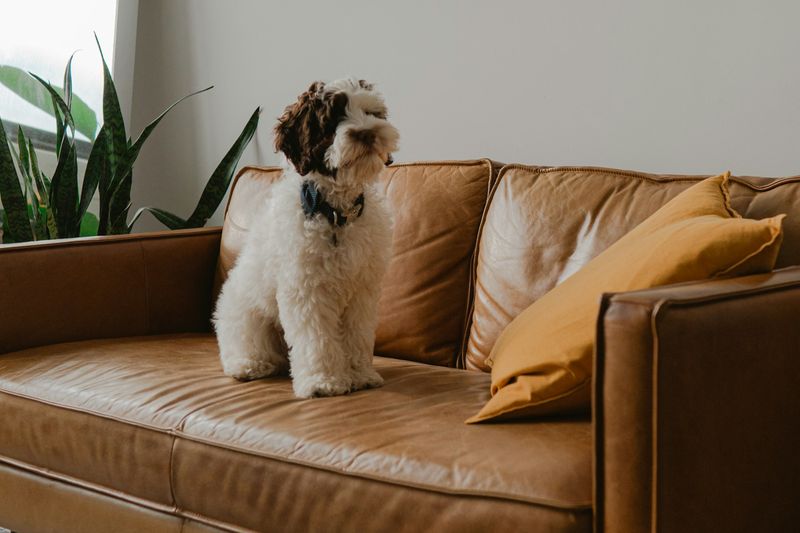 Un petit chien à poil long assis sur un canapé en cuir, salon lumineux