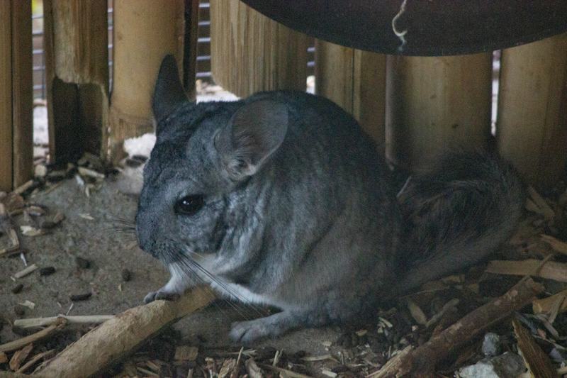 Un chinchilla gris au pelage dense, posé sur du bois