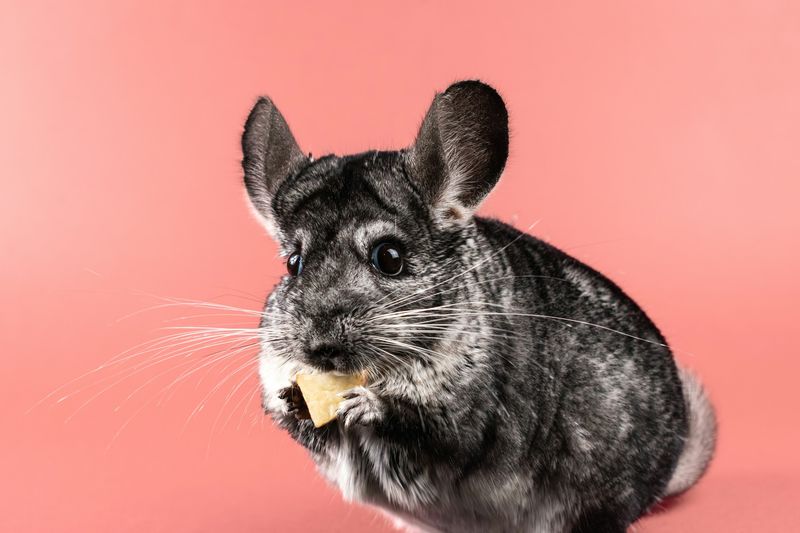 Un chinchilla gris au pelage très dense, sur fond rose