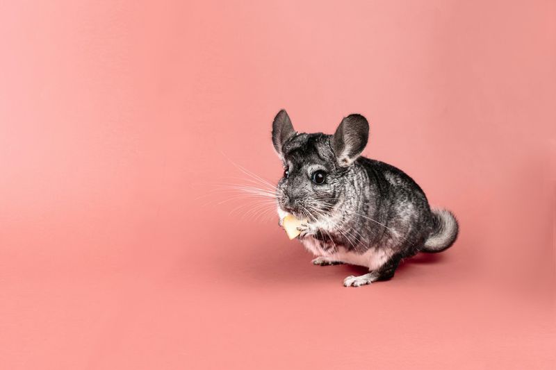 Un chinchilla assis, vu de profil, sur fond rose