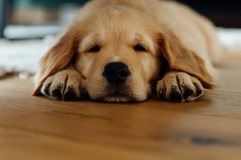 Un chiot golden retriever endormi sur un parquet en bois