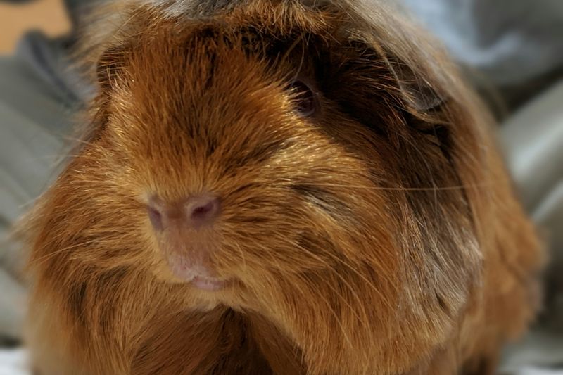 Un cochon d'Inde à poil long, fauve et duveteux