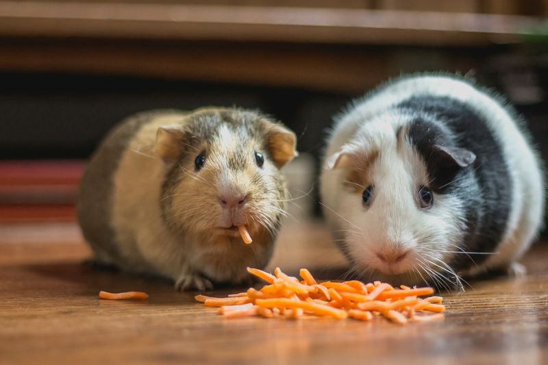 Deux cochons d'Inde grignotent des carottes râpées sur une table en bois
