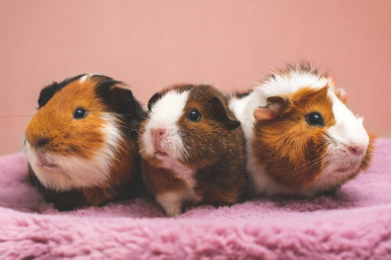 Trois cochons d'Inde tricolores serrés sur un plaid rose
