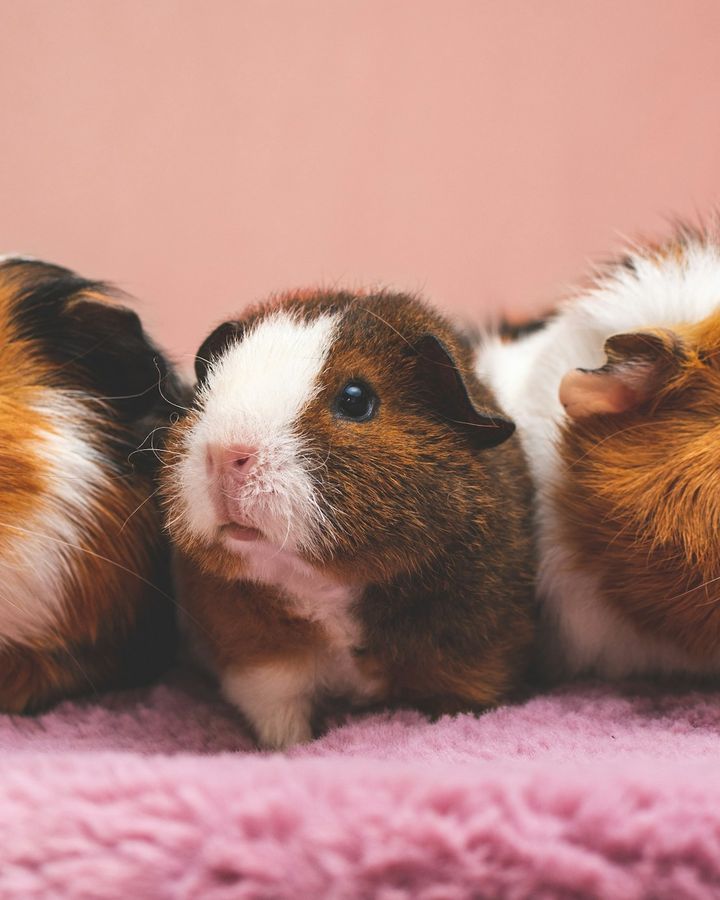 Trois cochons d'Inde tricolores serrés sur un plaid rose