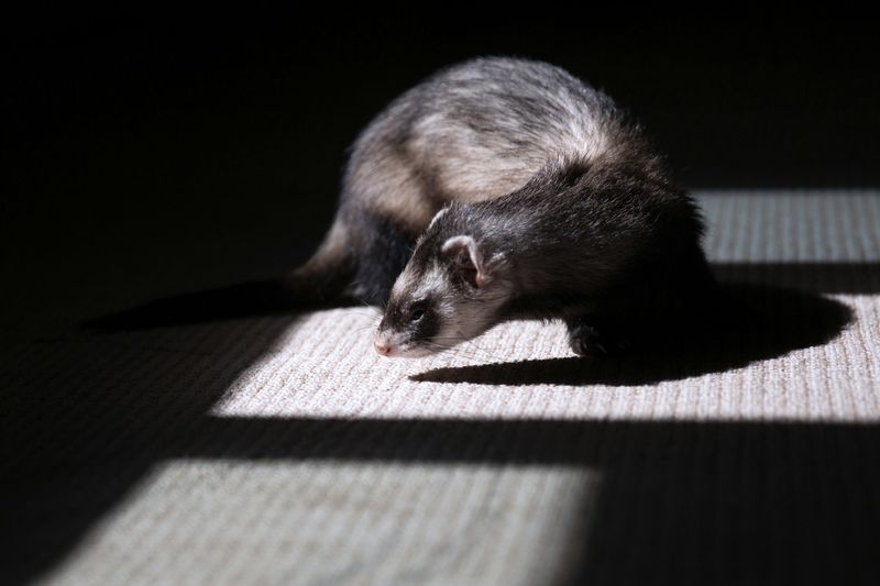 Un furet sombre se faufile dans un rai de lumière