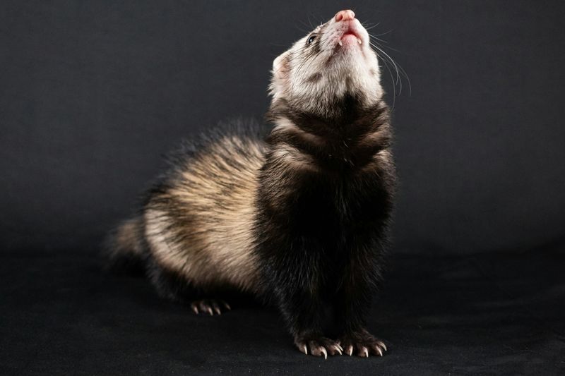 Un furet putoisé dressé sur ses pattes arrière, museau levé