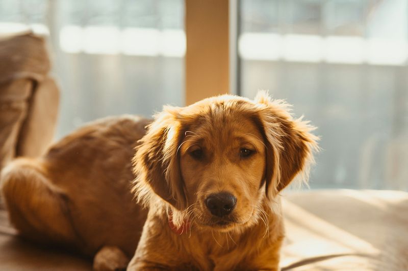 Un golden retriever allongé sur un canapé en cuir regarde l'objectif, lumière douce de fenêtre