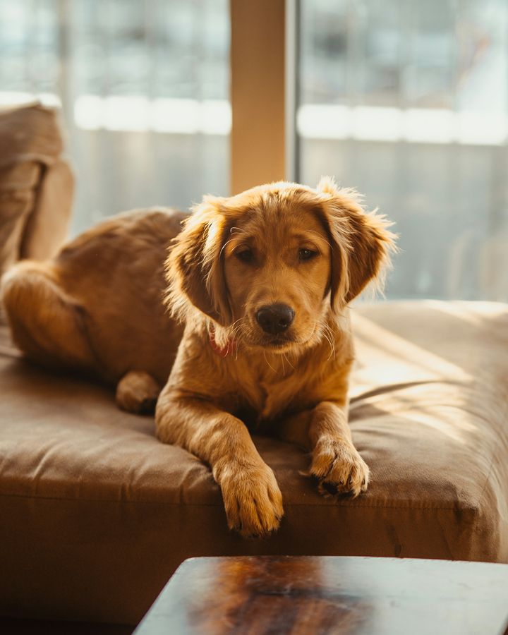 Un golden retriever allongé sur un canapé en cuir regarde l'objectif, lumière douce de fenêtre