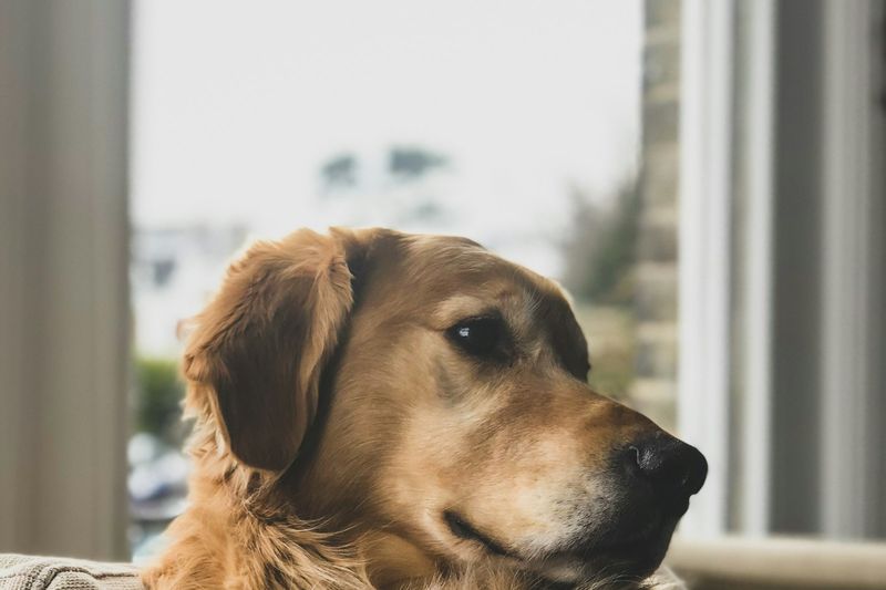 Un golden retriever installé sur un canapé, une main posée sur sa patte