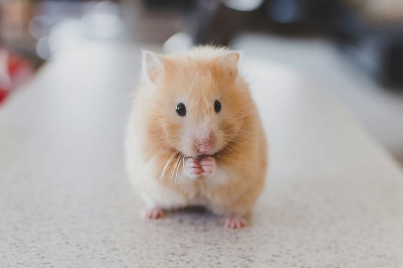 Un hamster doré assis sur une table claire