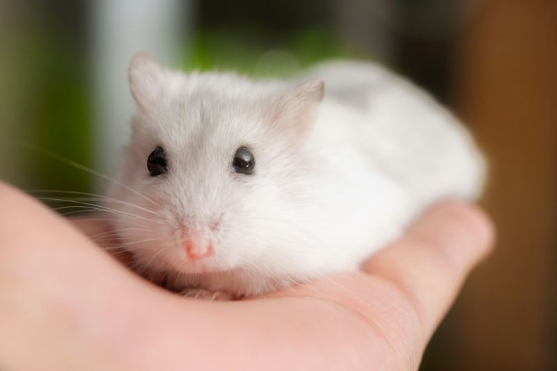 Un petit hamster blanc tenu au creux de la main