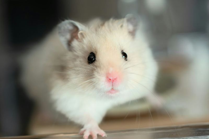 Un hamster crème au poil plus long, assis sur une table