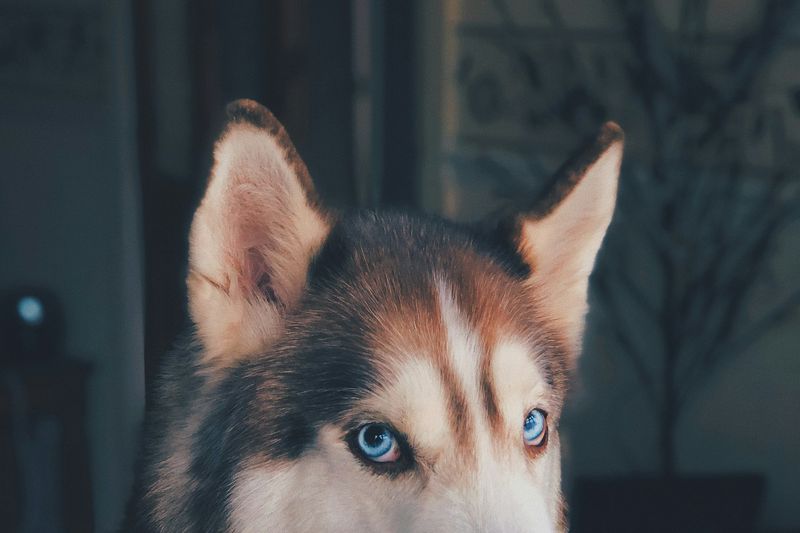 Un husky aux yeux bleus et au double pelage épais, à l'intérieur