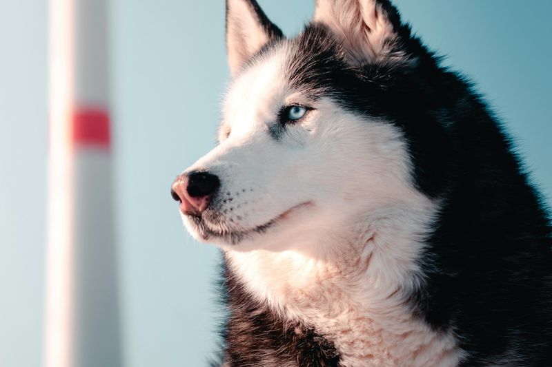 Un husky noir et blanc au pelage fourni, de profil