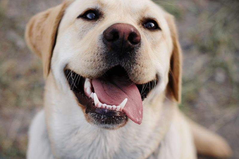 Un labrador sable souriant, langue sortie, regarde vers le haut