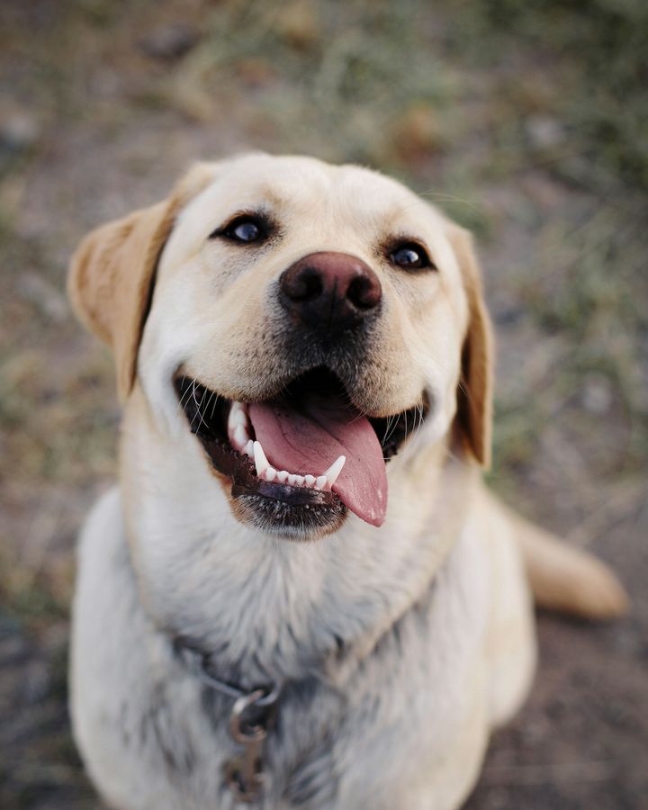 Un labrador sable souriant, langue sortie, regarde vers le haut
