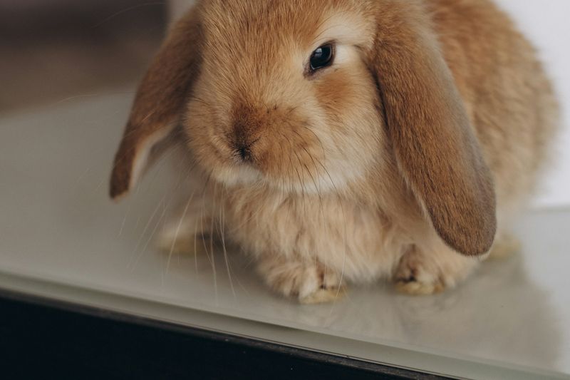 Un lapin bélier fauve au poil doux, assis sur une table claire
