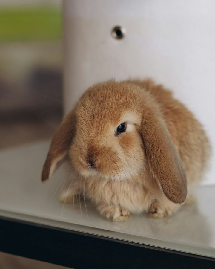 Un lapin bélier fauve au poil doux, assis sur une table claire