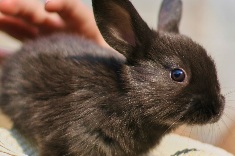 Un jeune lapin brun posé sur les genoux, une main le caresse