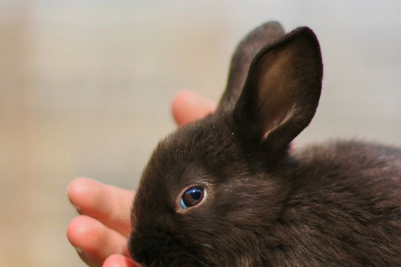 Un jeune lapin brun tenu délicatement, oreilles dressées