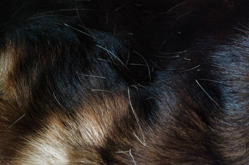 Gros plan sur un pelage épais : poil de couverture noir et sous-poil plus clair