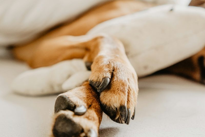 Les pattes avant d'un chien au repos sur un lit blanc