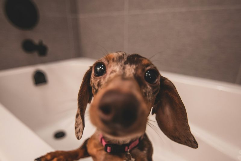 Un teckel brun attend sagement dans une baignoire